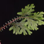 Selaginella silvestris