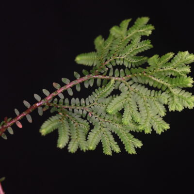 DSC_1655 (Selaginella silvestris)