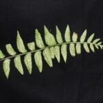 Asplenium alatum