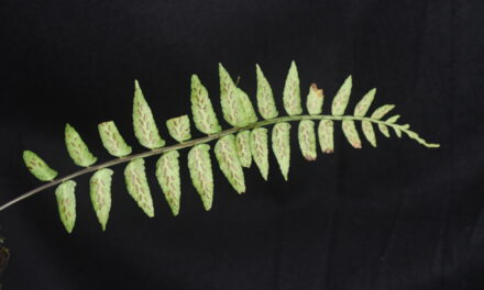 Asplenium alatum