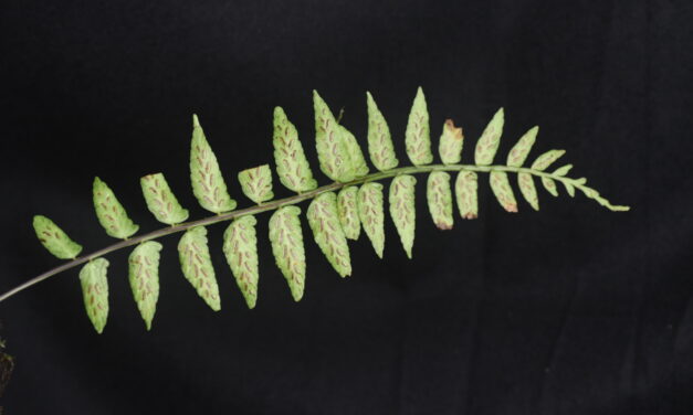 Asplenium alatum