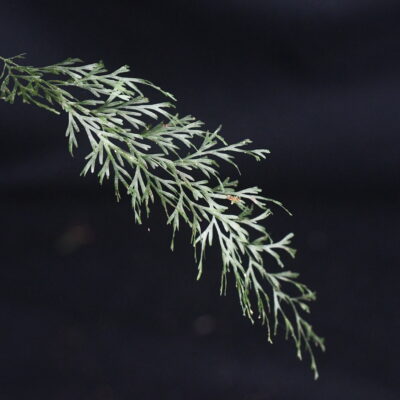 DSC_1918 (Polyphlebium capillaceum)