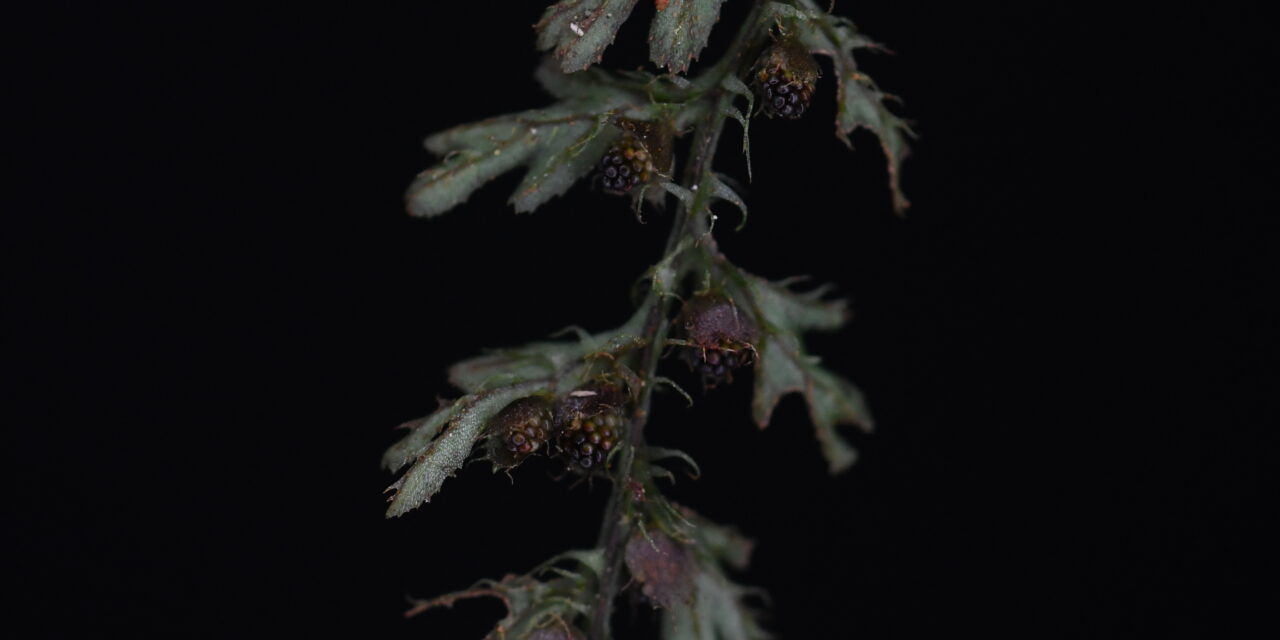 Hymenophyllum jamesonii