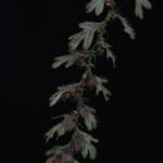 Hymenophyllum jamesonii