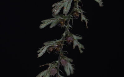 Hymenophyllum jamesonii