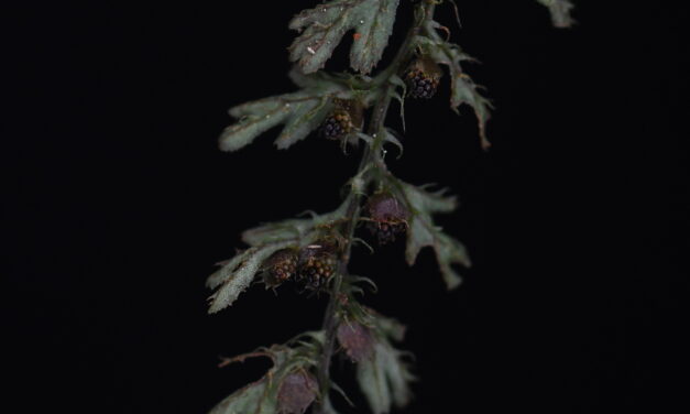 Hymenophyllum jamesonii