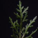 DSC_2519 (Selaginella euclimax)