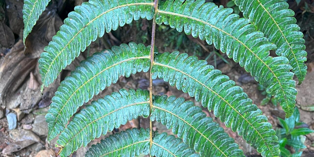 Cyathea cnemidaria