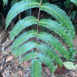 Cyathea cnemidaria