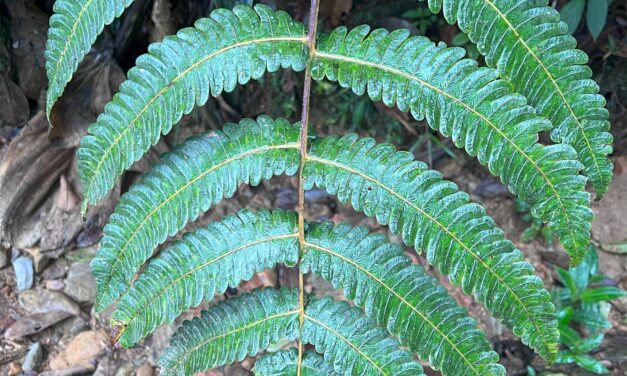 Cyathea cnemidaria