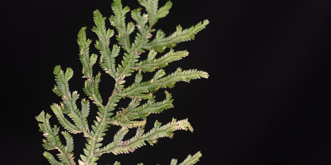 Selaginella haenkeana