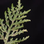 Selaginella haenkeana