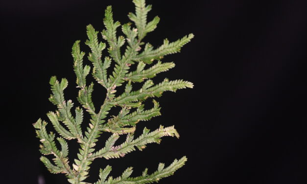 Selaginella haenkeana