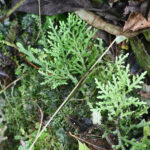 SV691_1 (Selaginella haenkeana)