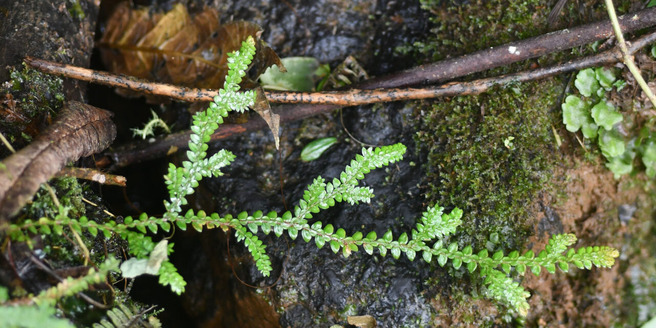 Selaginella diffusa