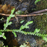 Selaginella diffusa