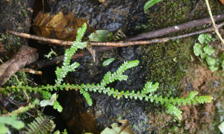 Selaginella diffusa