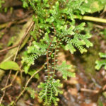 SV698_(2) (Selaginella lingulata)