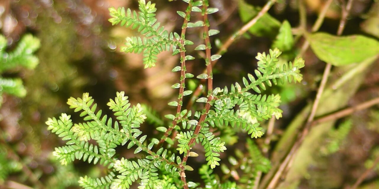 Selaginella lingulata