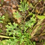 Selaginella lingulata