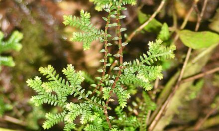 Selaginella lingulata