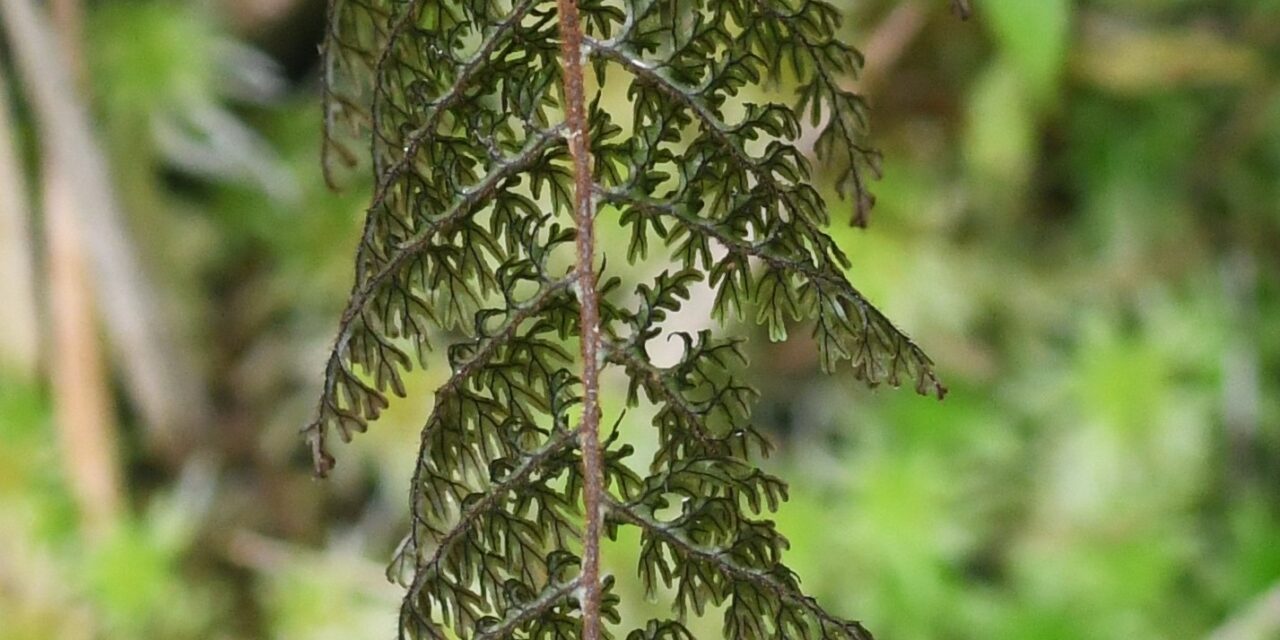 Hymenophyllum trapezoidale