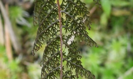 Hymenophyllum trapezoidale