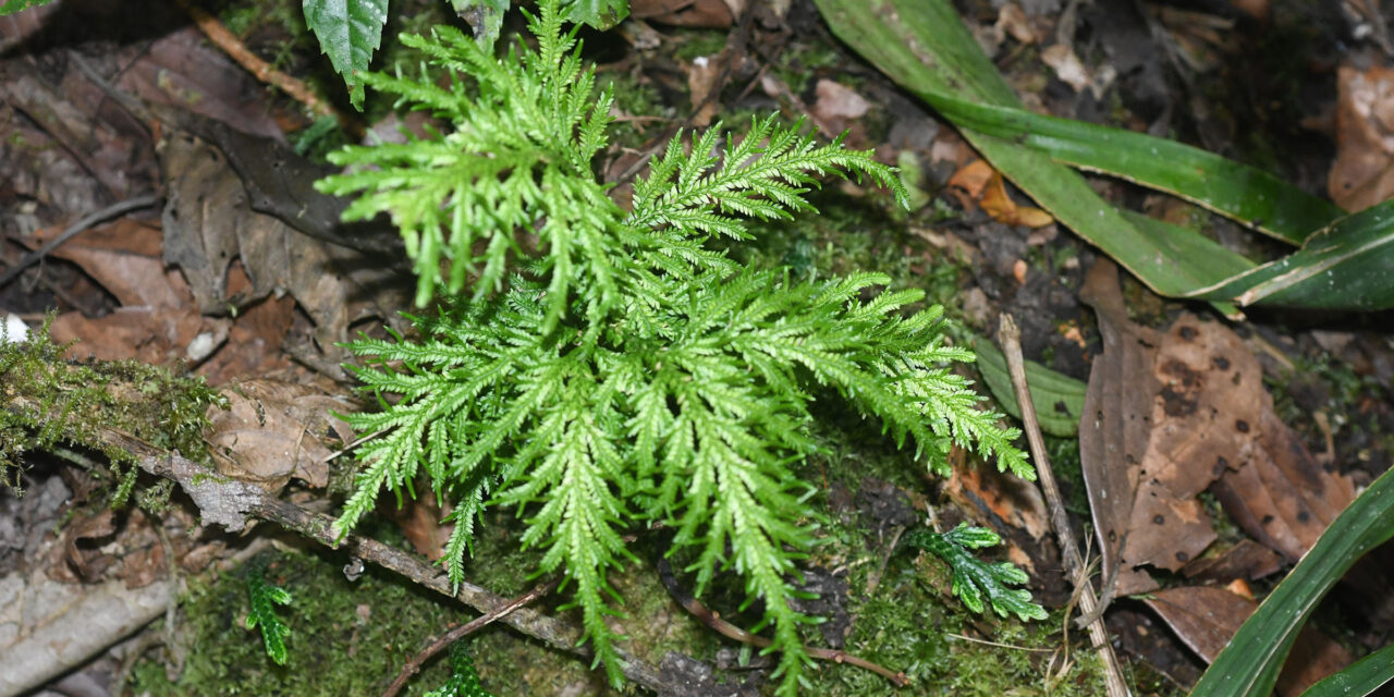 Selaginella haenkeana