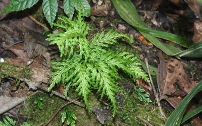 Selaginella haenkeana