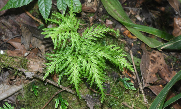 Selaginella haenkeana