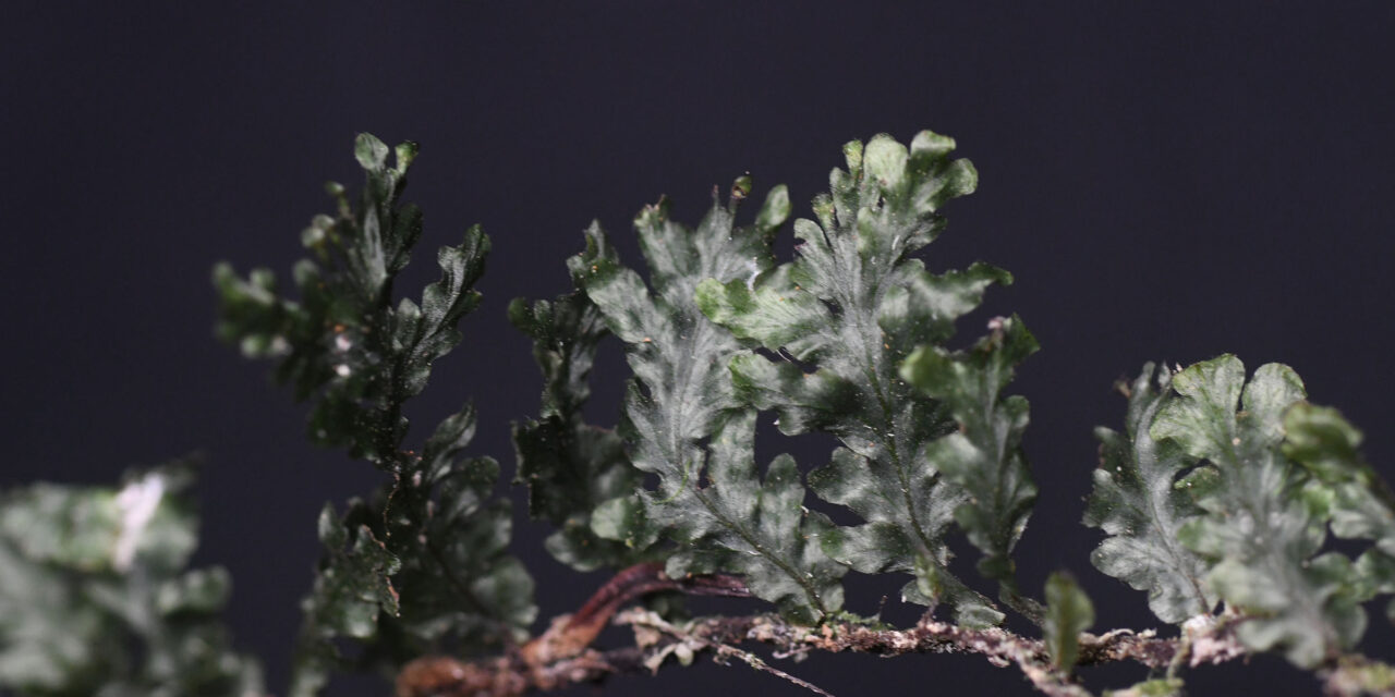 Didymoglossum reptans