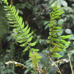 SV755_2 (Asplenium cuspidatum)