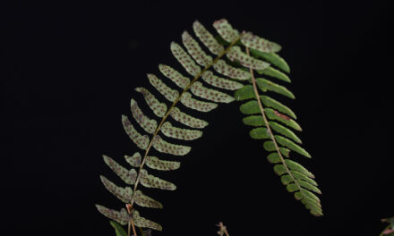 Amauropelta longicaulis