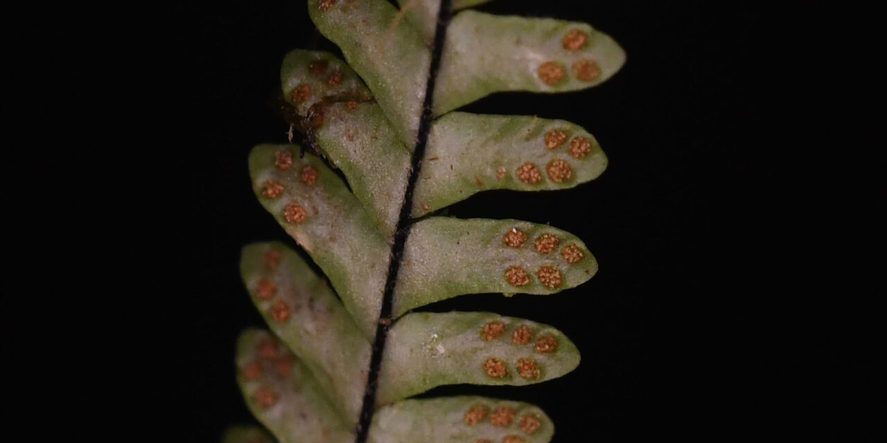 Lellingeria suspensa