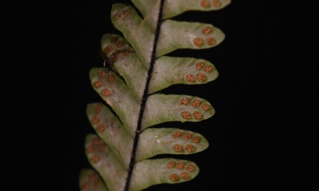 Lellingeria suspensa