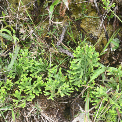 SV762_1 (Diphasium jussiaei)