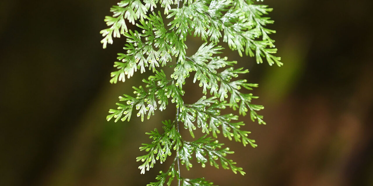 Hymenophyllum myriocarpum