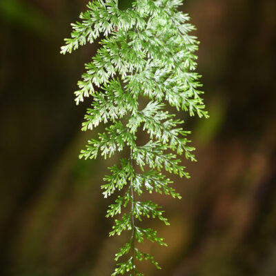 Hymenophyllum myriocarpum