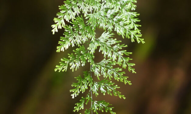 Hymenophyllum myriocarpum