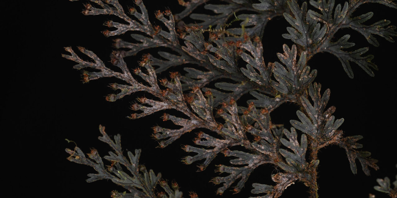 Hymenophyllum ruizianum