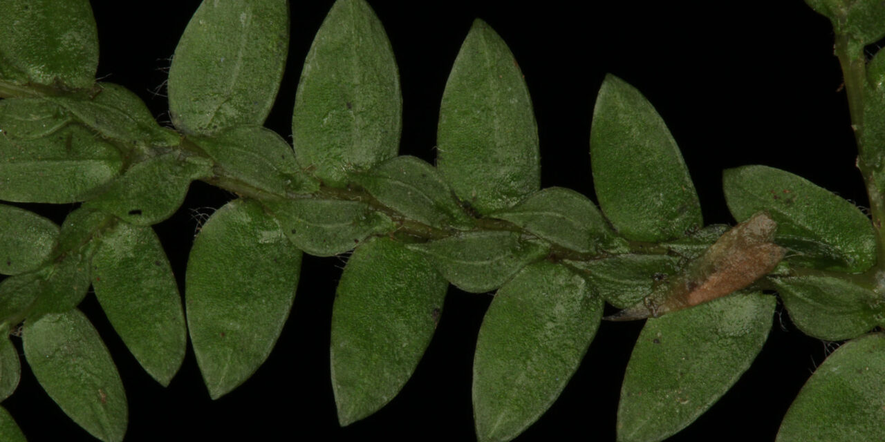 Selaginella diffusa