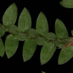 Selaginella diffusa