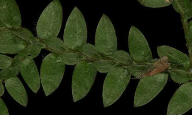 Selaginella diffusa