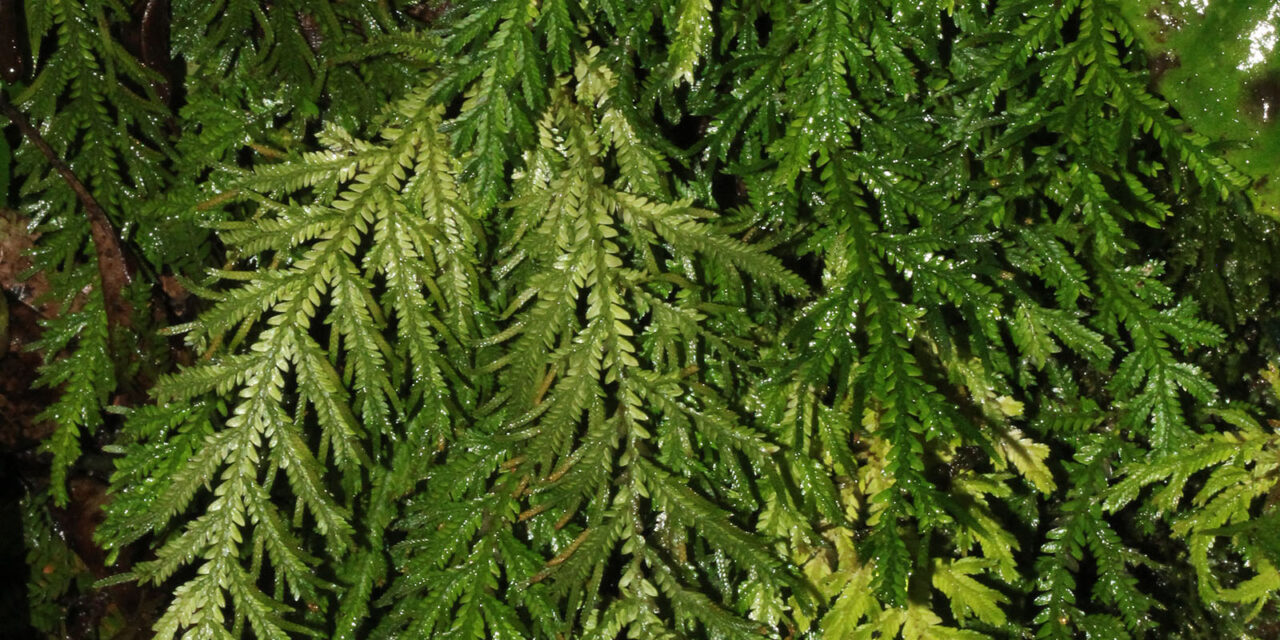 Selaginella haenkeana