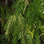 Selaginella haenkeana