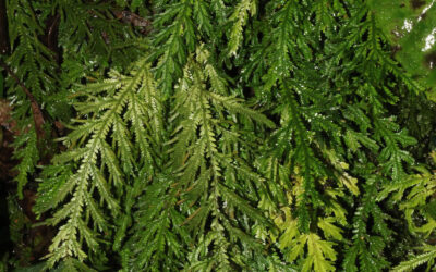 Selaginella haenkeana