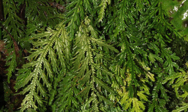 Selaginella haenkeana