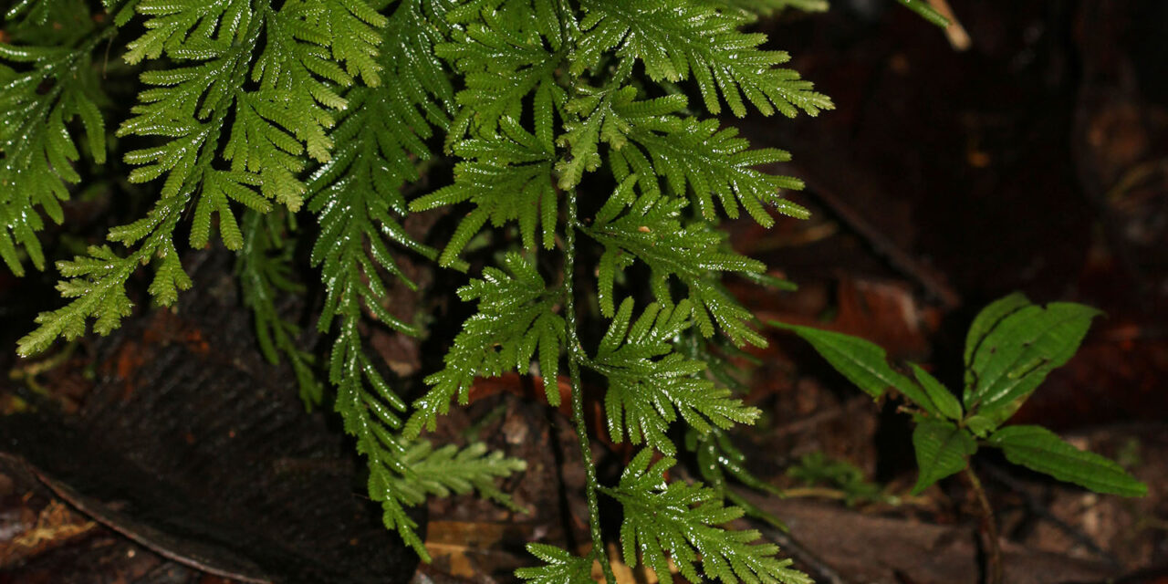 Selaginella longissima