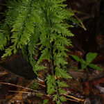 Selaginella longissima