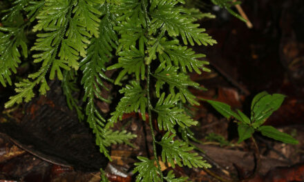 Selaginella longissima